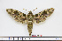  ( - BC-Mel1690)  @13 [ ] Copyright (2010) Tomas Melichar Research Collection of Tomas Melichar