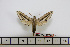  ( - BC-Mel1706)  @13 [ ] Copyright (2010) Tomas Melichar Research Collection of Tomas Melichar