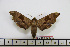  ( - BC-Mel1780)  @13 [ ] Copyright (2010) Tomas Melichar Research Collection of Tomas Melichar