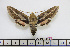  ( - BC-Mel1812)  @11 [ ] Copyright (2010) Tomas Melichar Research Collection of Tomas Melichar