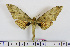  ( - BC-Mel1840)  @13 [ ] Copyright (2010) Tomas Melichar Research Collection of Tomas Melichar