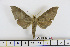  ( - BC-Mel1845)  @13 [ ] Copyright (2010) Tomas Melichar Research Collection of Tomas Melichar