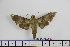  ( - BC-Mel1848)  @13 [ ] Copyright (2010) Tomas Melichar Research Collection of Tomas Melichar