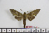  ( - BC-Mel1849)  @13 [ ] Copyright (2010) Tomas Melichar Research Collection of Tomas Melichar