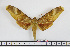  ( - BC-Mel1861)  @13 [ ] Copyright (2010) Tomas Melichar Research Collection of Tomas Melichar