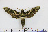 ( - BC-Mel1864)  @13 [ ] Copyright (2010) Tomas Melichar Research Collection of Tomas Melichar