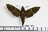  ( - BC-Mel1869)  @14 [ ] Copyright (2010) Tomas Melichar Research Collection of Tomas Melichar