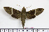  ( - BC-Mel1871)  @14 [ ] Copyright (2010) Tomas Melichar Research Collection of Tomas Melichar