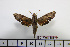  ( - BC-Mel1886)  @13 [ ] Copyright (2010) Tomas Melichar Research Collection of Tomas Melichar