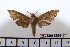  ( - BC-Mel1894)  @12 [ ] Copyright (2010) Tomas Melichar Research Collection of Tomas Melichar