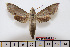  ( - BC-Mel1898)  @13 [ ] Copyright (2010) Tomas Melichar Research Collection of Tomas Melichar