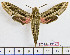  ( - BC-Mel1912)  @15 [ ] Copyright (2010) Tomas Melichar Research Collection of Tomas Melichar