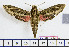  (Hippotion aporodes - BC-Mel1913)  @15 [ ] Copyright (2010) Tomas Melichar Research Collection of Tomas Melichar