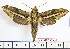  ( - BC-Mel1919)  @12 [ ] Copyright (2010) Tomas Melichar Research Collection of Tomas Melichar