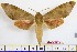  ( - BC-Mel1933)  @15 [ ] Copyright (2010) Tomas Melichar Research Collection of Tomas Melichar