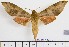  ( - BC-Mel1934)  @14 [ ] Copyright (2010) Tomas Melichar Research Collection of Tomas Melichar