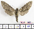  (Hoplistopus - BC-Mel1943)  @14 [ ] Copyright (2010) Tomas Melichar Research Collection of Tomas Melichar