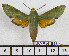  ( - BC-Mel1949)  @13 [ ] Copyright (2010) Tomas Melichar Research Collection of Tomas Melichar
