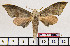  ( - BC-Mel1997)  @13 [ ] Copyright (2010) Tomas Melichar Research Collection of Tomas Melichar