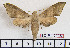  ( - BC-Mel2006)  @13 [ ] Copyright (2010) Tomas Melichar Research Collection of Tomas Melichar