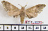  ( - BC-Mel2007)  @13 [ ] Copyright (2010) Tomas Melichar Research Collection of Tomas Melichar