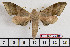  ( - BC-Mel2010)  @13 [ ] Copyright (2010) Tomas Melichar Research Collection of Tomas Melichar