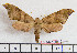  ( - BC-Mel2015)  @14 [ ] Copyright (2010) Tomas Melichar Research Collection of Tomas Melichar