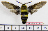  ( - BC-Mel2019)  @13 [ ] Copyright (2010) Tomas Melichar Research Collection of Tomas Melichar