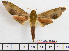  ( - BC-Mel2026)  @11 [ ] Copyright (2010) Tomas Melichar Research Collection of Tomas Melichar