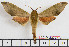  ( - BC-Mel2027)  @14 [ ] Copyright (2010) Tomas Melichar Research Collection of Tomas Melichar