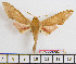  ( - BC-Mel2031)  @13 [ ] Copyright (2010) Tomas Melichar Research Collection of Tomas Melichar