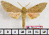  ( - BC-Mel2037)  @11 [ ] Copyright (2010) Tomas Melichar Research Collection of Tomas Melichar