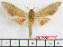  ( - BC-Mel2038)  @13 [ ] Copyright (2010) Tomas Melichar Research Collection of Tomas Melichar