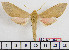  ( - BC-Mel2039)  @13 [ ] Copyright (2010) Tomas Melichar Research Collection of Tomas Melichar