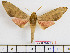  ( - BC-Mel2041)  @13 [ ] Copyright (2010) Tomas Melichar Research Collection of Tomas Melichar