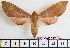  ( - BC-Mel2042)  @11 [ ] Copyright (2010) Tomas Melichar Research Collection of Tomas Melichar