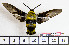  ( - BC-Mel2055)  @14 [ ] Copyright (2010) Tomas Melichar Research Collection of Tomas Melichar