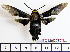  (Sataspes caerulea - BC-Mel2060)  @13 [ ] Copyright (2010) Tomas Melichar Research Collection of Tomas Melichar