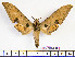  ( - BC-Mel2064)  @11 [ ] Copyright (2010) Tomas Melichar Research Collection of Tomas Mleichar