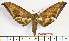  ( - BC-Mel2065)  @13 [ ] Copyright (2010) Tomas Melichar Research Collection of Tomas Mleichar