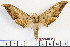  (Ambulyx schauffelbergeri - BC-Mel2066)  @15 [ ] Copyright (2010) Tomas Melichar Research Collection of Tomas Mleichar