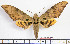  ( - BC-Mel2067)  @11 [ ] Copyright (2010) Tomas Melichar Research Collection of Tomas Mleichar