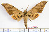  ( - BC-Mel2068)  @14 [ ] Copyright (2010) Tomas Melichar Research Collection of Tomas Mleichar