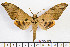  ( - BC-Mel2070)  @11 [ ] Copyright (2010) Tomas Melichar Research Collection of Tomas Mleichar