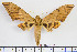  ( - BC-Mel2071)  @14 [ ] Copyright (2010) Tomas Melichar Research Collection of Tomas Mleichar