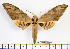  ( - BC-Mel2072)  @11 [ ] Copyright (2010) Tomas Melichar Research Collection of Tomas Mleichar