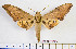  ( - BC-Mel2073)  @11 [ ] Copyright (2010) Tomas Melichar Research Collection of Tomas Mleichar