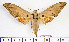  (Ambulyx liturata - BC-Mel2076)  @15 [ ] Copyright (2010) Tomas Melichar Research Collection of Tomas Mleichar