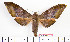  (Ambulyx semifervens - BC-Mel2081)  @14 [ ] Copyright (2010) Tomas Melichar Research Collection of Tomas Mleichar