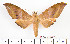  ( - BC-Mel2084)  @13 [ ] Copyright (2010) Tomas Melichar Research Collection of Tomas Mleichar